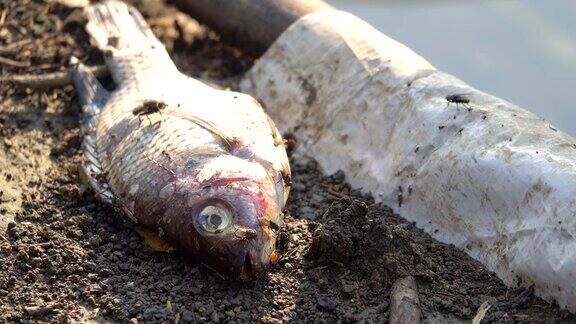 4K:被污染海岸污水中的死鱼环境灾难
