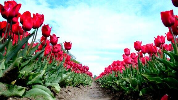 红色郁金香生长在荷兰的田野在春天低角度的观点