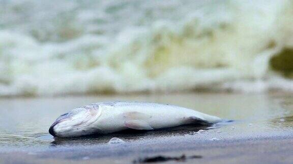 海洋鱼类因感染、污染和水污染而死亡
