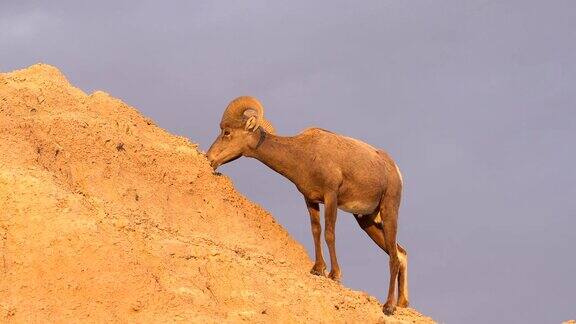野生动物高沙漠大角羊雄性公羊高脊