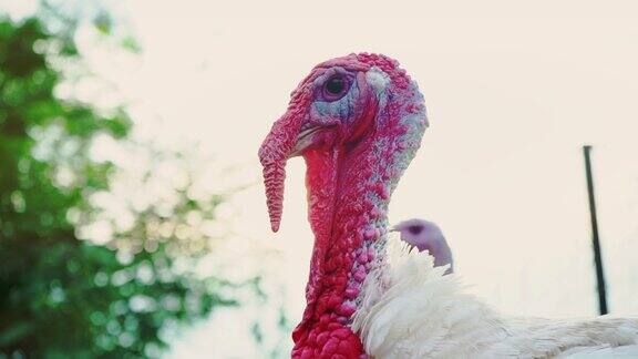 院子里的白色火鸡特写镜头生活美丽的土耳其节日火鸡