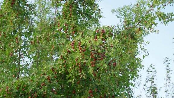 酸枣俗称红枣、红枣、红枣挂在枝头收获