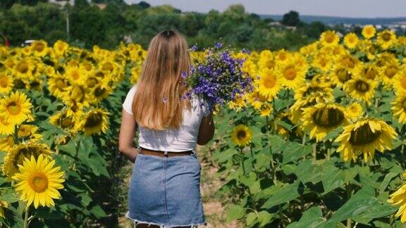 美丽的年轻女孩在一片盛开的向日葵的中央拿着一束蓝色的野花