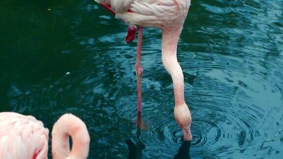 粉红火烈鸟饮用水