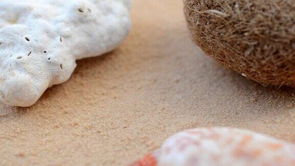 海扇上的沙子