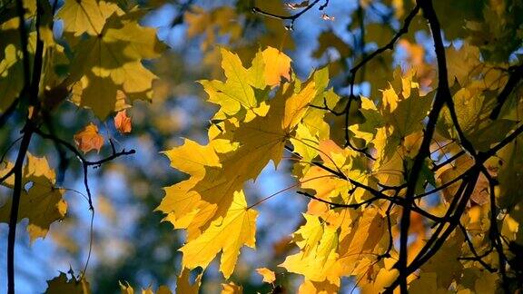 一根树枝上的黄色叶子在背景上模糊的黄色叶子特写