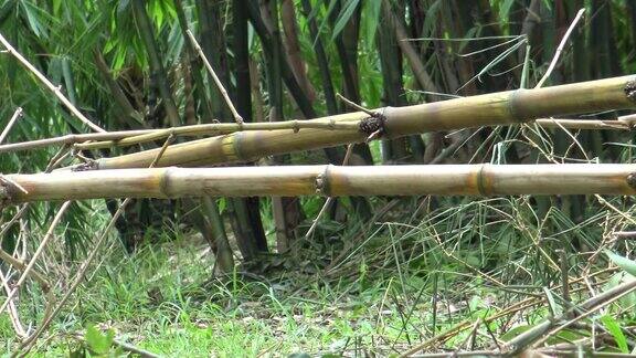台北4K大安公园帕拉斯松鼠正在竹子的树枝上爬行