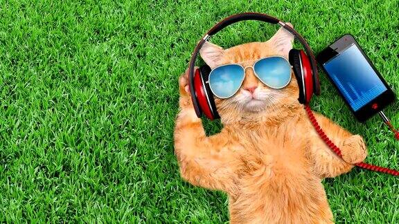 Cinemagraph-猫耳机戴着太阳镜放松在草地上