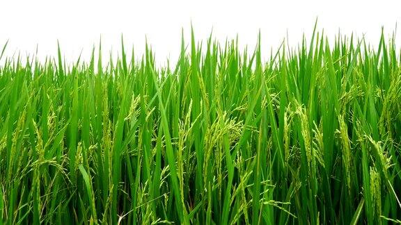 年轻的稻子在绿色的田野里随风摇摆