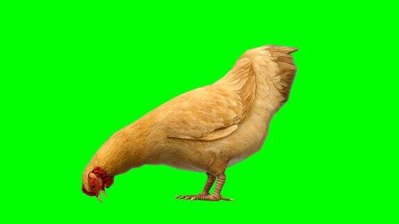 吃鸡动物绿屏(可循环)