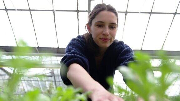 年轻女子在温室种植园工作