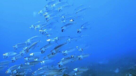 观察到一群热带鱼在深蓝色的海洋前潜水