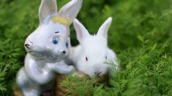 小白兔在绿色的草地上安静甜美的小白兔坐在绿色的草地上可爱的小白兔