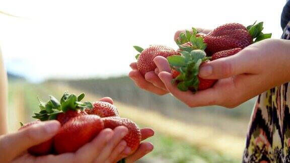 农场里的姑娘们捧着草莓