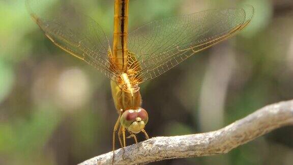 湿地上金蜻蜓在吃树枝上的小昆虫