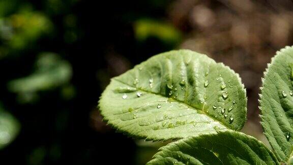 湿植物叶子特写镜头