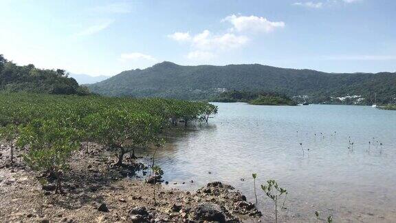 河口的红树林