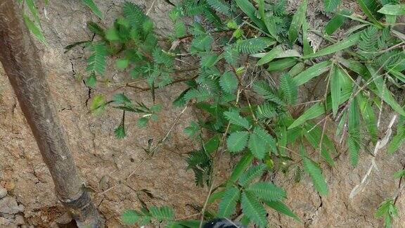 地震运动敏感植物含羞草