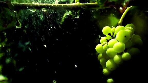 新鲜的葡萄在雨中