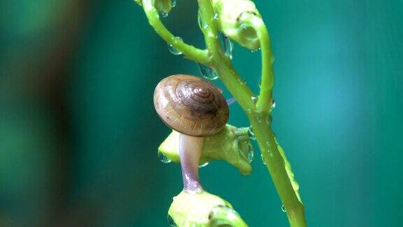 陶土泰国植物上的蜗牛