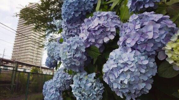 许多绣球花盛开在王子北区东京