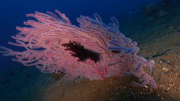 粉红色软珊瑚生长在印度尼西亚海底(4K)