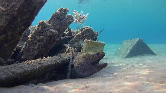 巨型海鳗(Gymnothoraxjavanicus)在老旧的废木制渔船下沙底红海马萨阿拉姆埃及