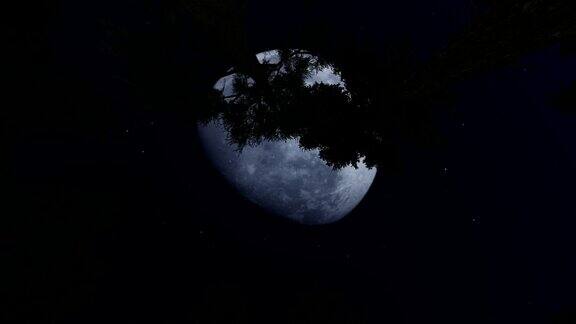大满月之夜的森林