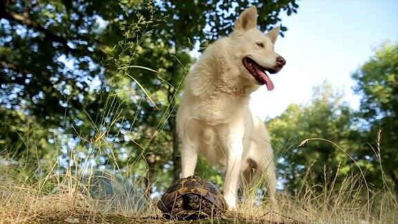狗和乌龟之间不寻常的友谊
