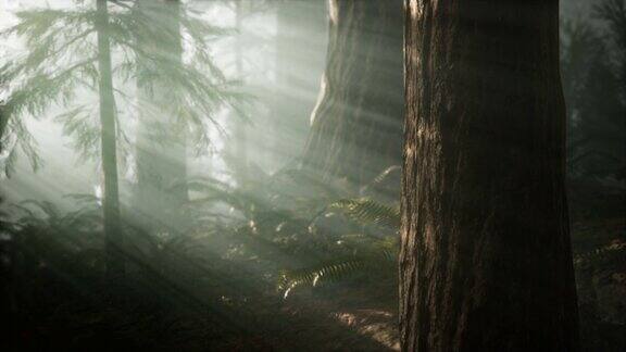 红杉国家公园早晨有雾