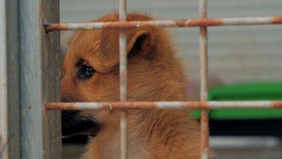 悲伤的小狗在篱笆后面的避难所等待被拯救和被收养到新的家动物庇护所概念