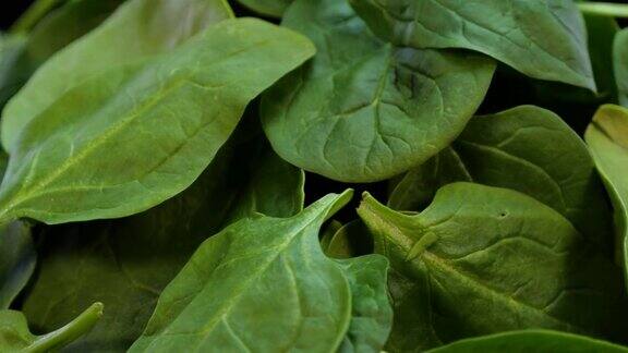 一堆新鲜的绿色菠菜叶旋转靠近一堆新鲜的菠菜嫩叶健康的绿色食品