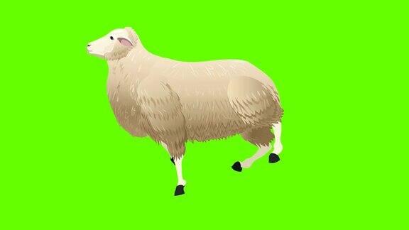 羊跑循环动画