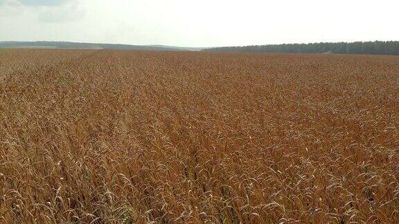 微风吹拂着森林麦田里成熟的小麦随风摇摆