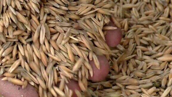 谷物燕麦在农民手中
