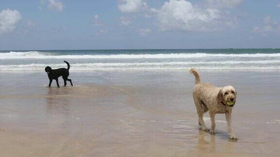 两只快乐的狗在宠物友好的海滩上玩耍