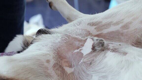 兽医在狗绝育前剃毛动物生活理念