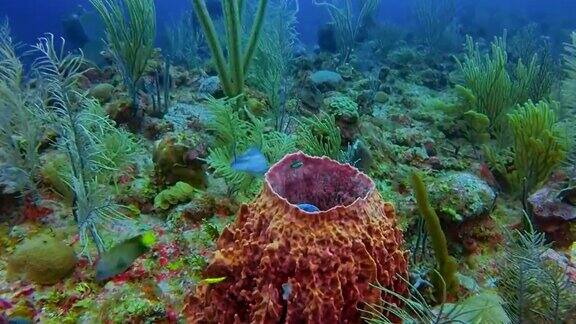 潜水在美丽多彩的珊瑚礁与巨大的桶海绵在加勒比海-伯利兹堡礁龙涎香礁