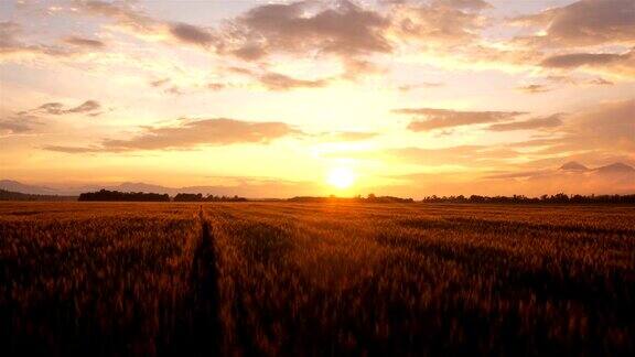 天线:金色日出时的小麦