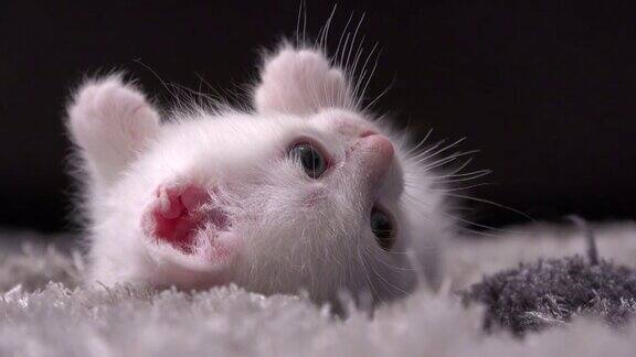 一只毛茸茸的白色小猫土耳其安哥拉猫躺在地毯上