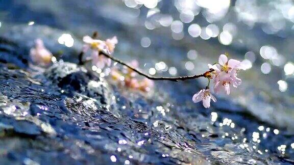 樱桃枝在湍急的山河
