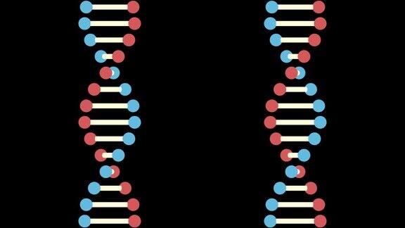 两个DNA在黑色背景上的2D动画60fps