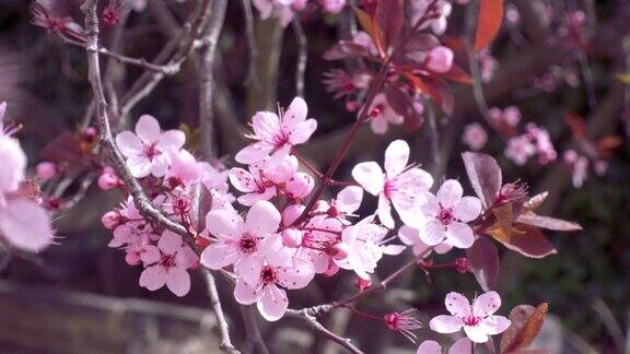 日本樱花或樱花粉红色的花