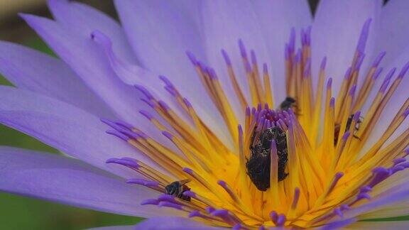 紫莲花和圣甲虫