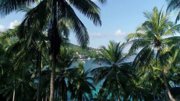 岛上海滩后面的椰子树景色很美