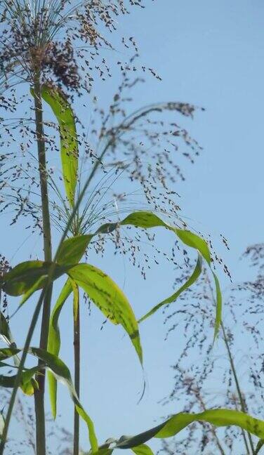 农业上种植粟粟属植物俗称糜子或普通小米正在成熟的粟刷在田野里proso垂直视频