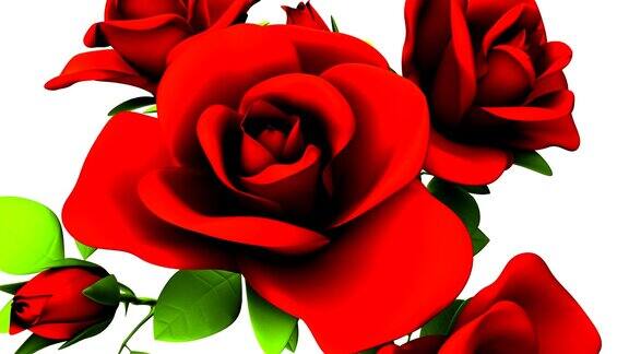 白色背景上的红玫瑰花束