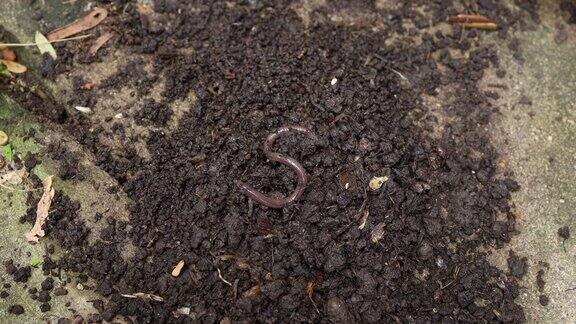 蚯蚓在花园里的土壤里
