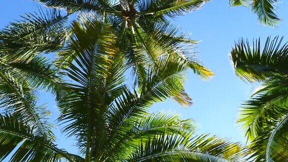 棕榈树在风中摇曳