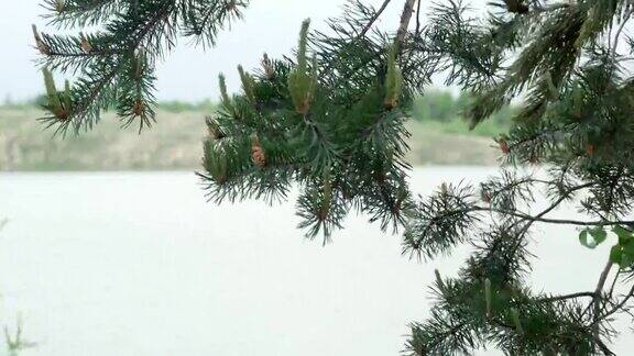 湖芦苇自然松树4k